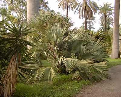Nannorrhops (Parc des Capellans, St Cyprien) L. Rogez
